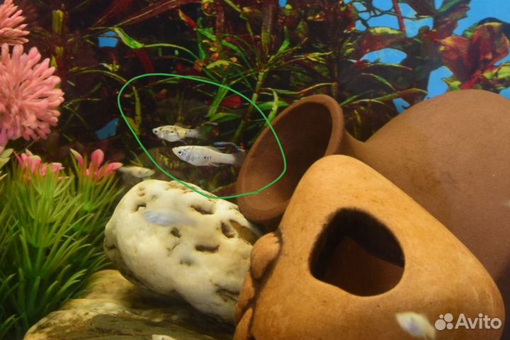 Рыбки молинезии Велифера, Латипина