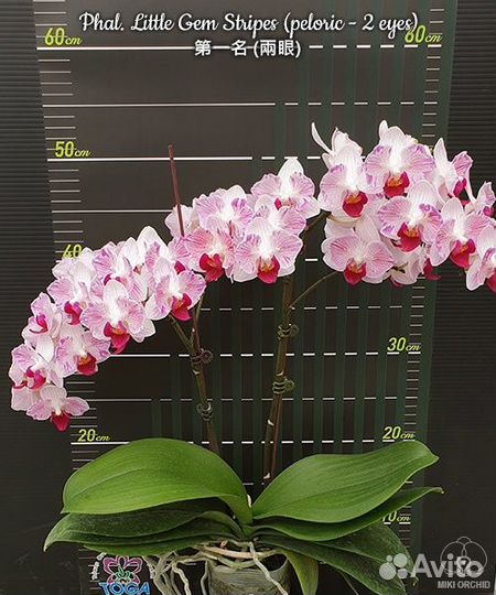 Орхидея Phal. Little Gem Stripes (peloric - 2 eyes