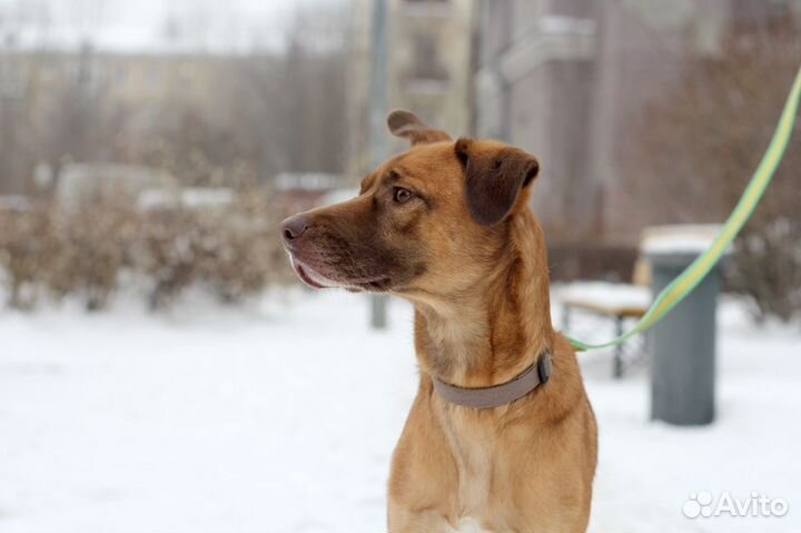 Пёс со смешными ушами ищет дом