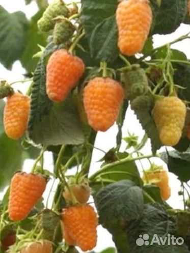 Саженцы малины Оранжевое чудо