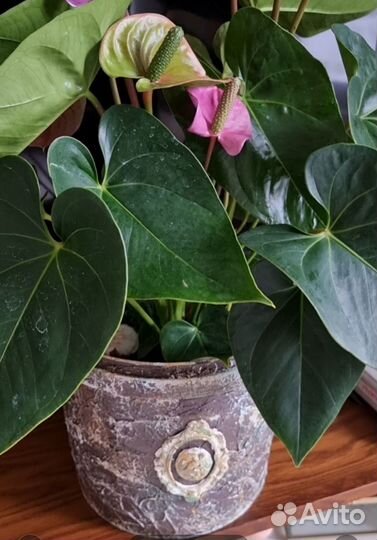 Горшок для цветов пластик дизайн