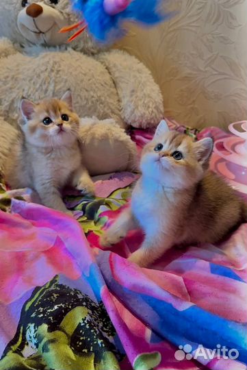 Британские котята золотая шиншилла