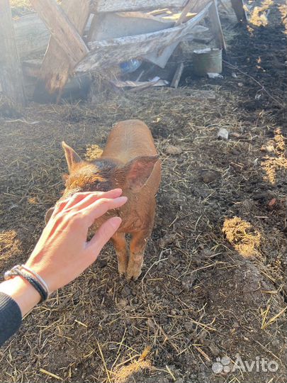 Поросята породы дюрок