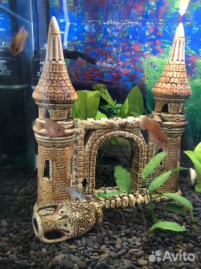 Продам аквариум с рыбками