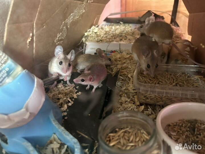 Акомисы (Иглистые мыши)