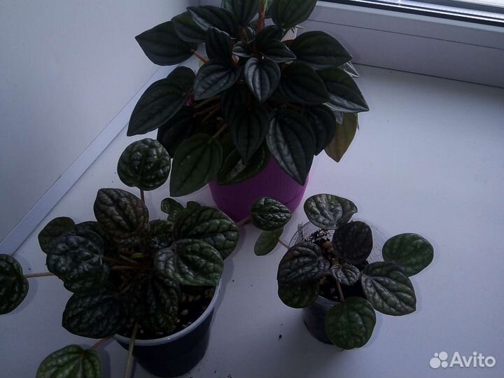 Пеперомии сортовые