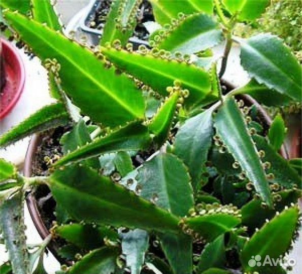 Каланхое, алое, золотой ус от