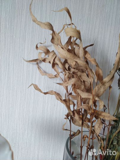 Ромашка аптечная сушеная