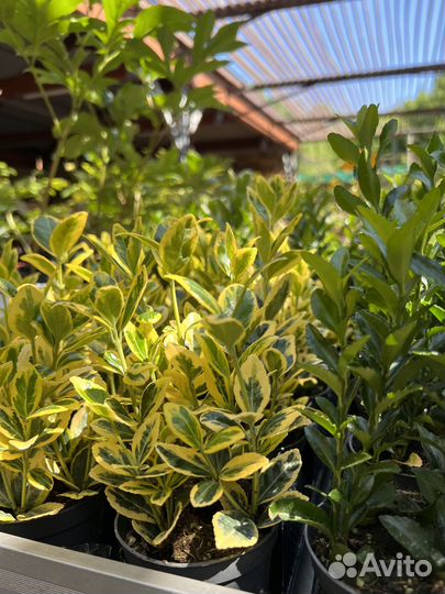 Бересклет кустовой, ползучий, на штамбе