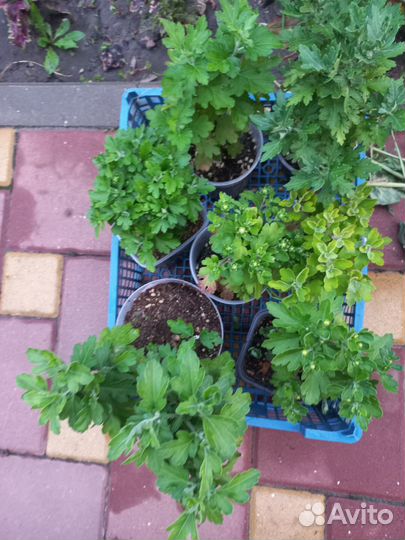 Хризантема мультифлора