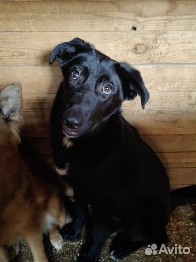 Щеночек Несквик ищет дом