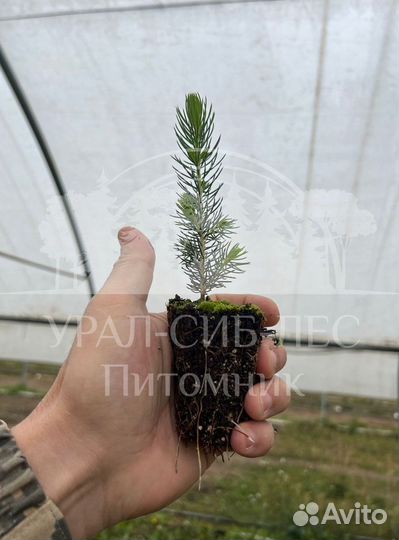 Сеянцы на лесовосстановление Ель Голубая зкс