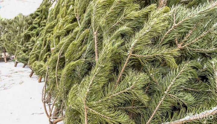 Ель новогодняя живая