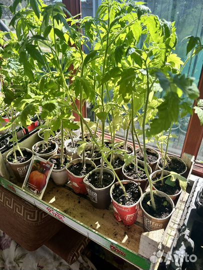 Продам помидоры