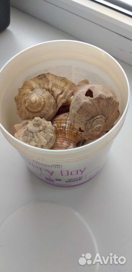 Морские ракушки и камушки