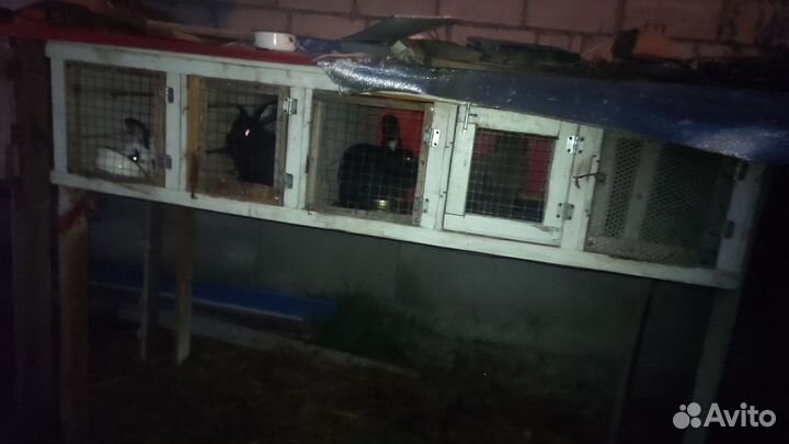 Клетка с кроликами