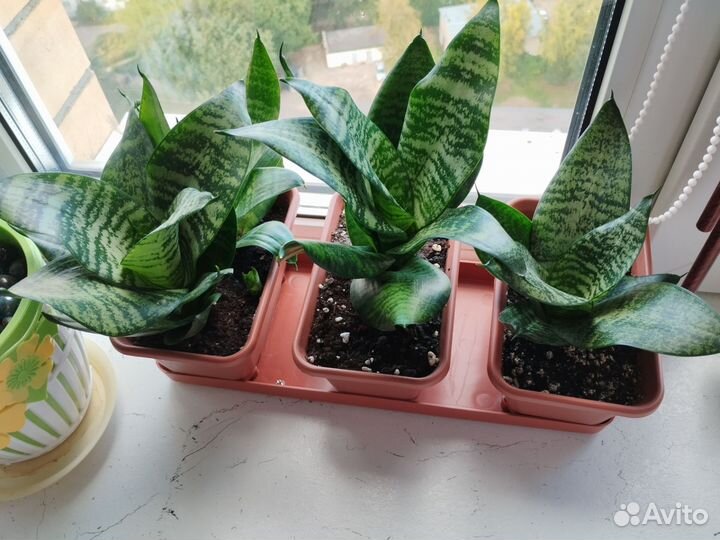 Сансевиерия ханни