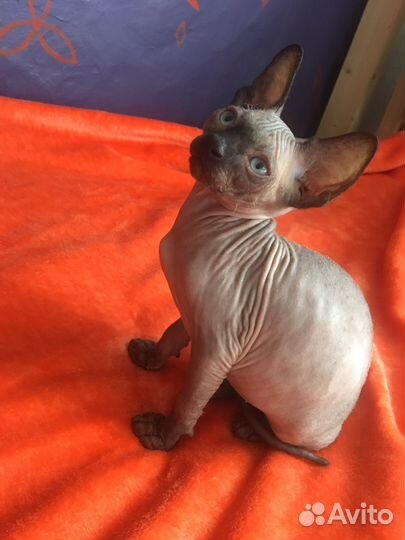 Котенок сфинкс
