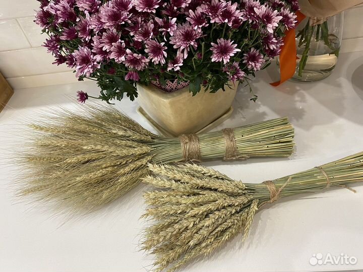 Сухоцветы пшеницы колос