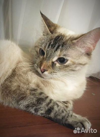 Тайская кошечка
