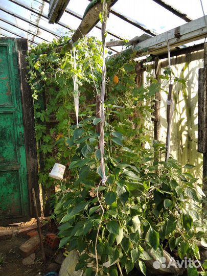 Семена момордики