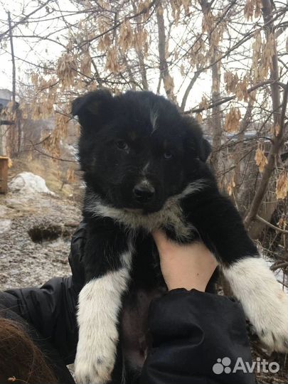 Щенки в добрые ручки