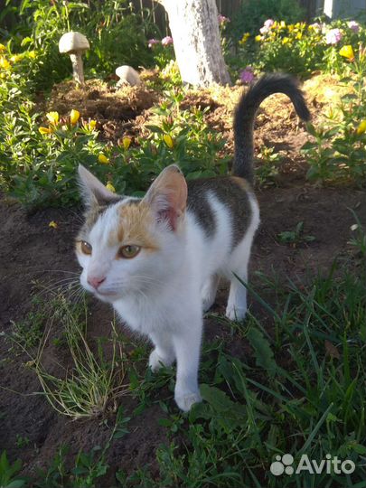 Котенок ищет дом