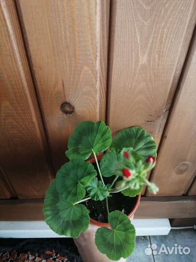 Герань пеларгония