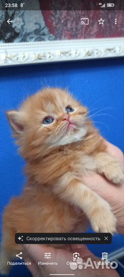 Персидская