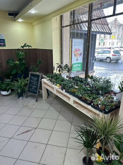 Комнатные растения