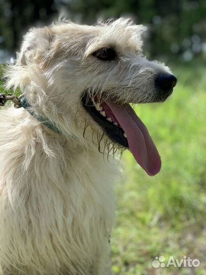 Собака с самыми красивыми глазами ищет дом