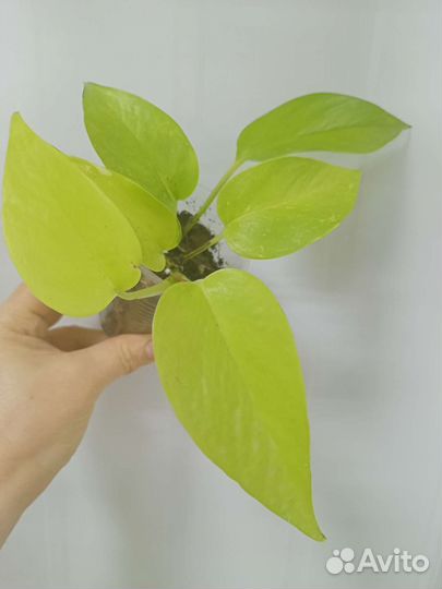 Сциндапсус - эпипремнум