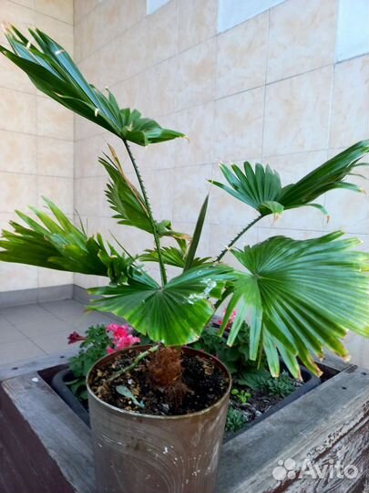 Спатифиллум сенсация