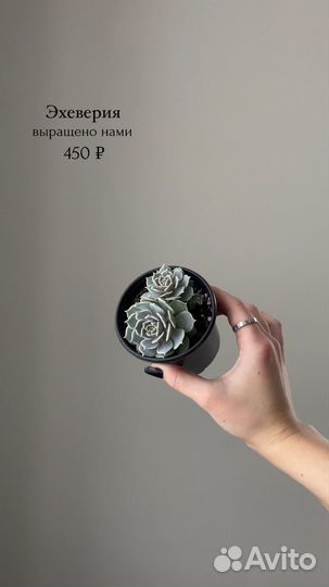 Кактусы и суккуленты