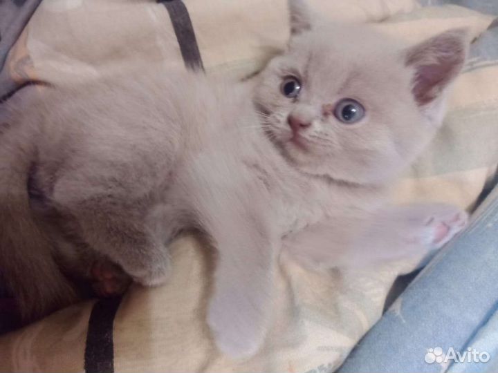 Продаются британские котята