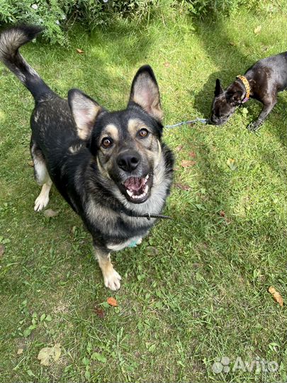 Молодой пёс в добрые руки