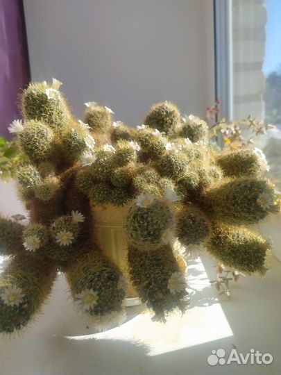 Кактус Маммилярия