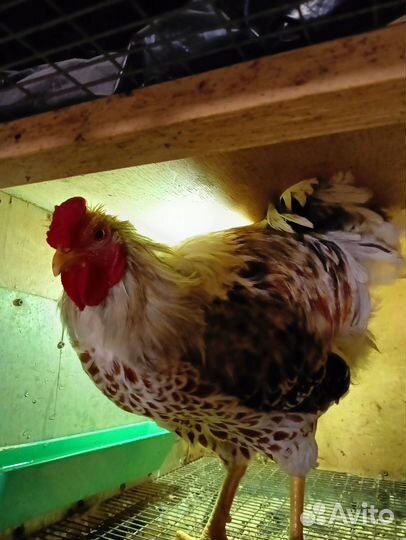 Петух виандот