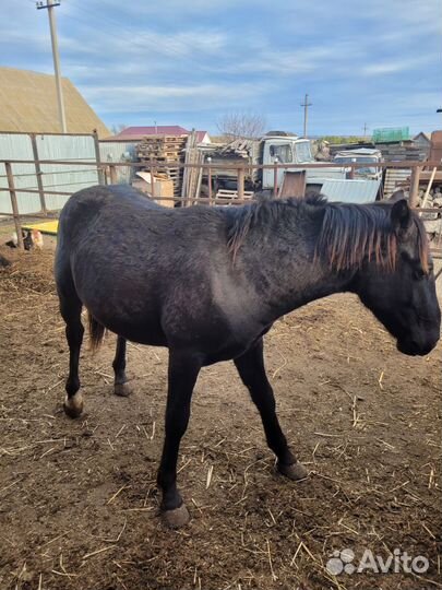 Лошадь жеребец