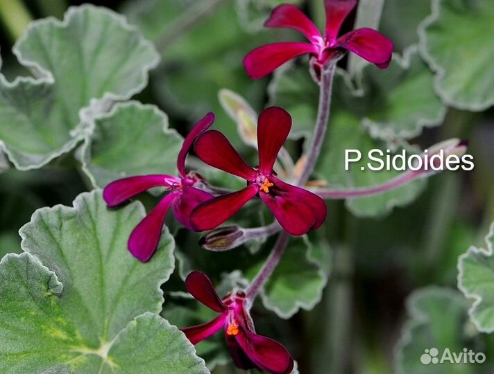 Пеларгонии Видовые редкие сорта