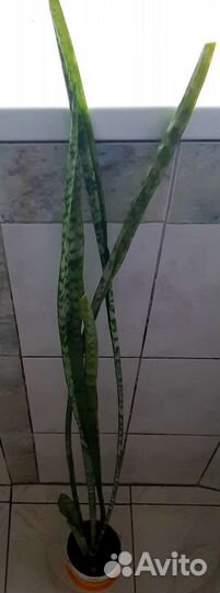 Сансевиерия лауренти и 3 других вида