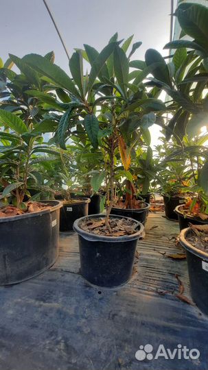 Мушмула японская