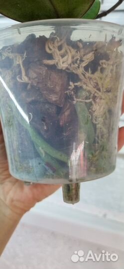 Орхидея фаленопсис