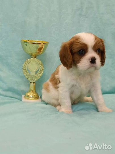 Кавалер Кинг чарльз спаниель мальчик