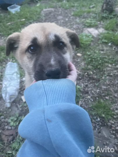 Собака в добрые руки отдам бесплатно