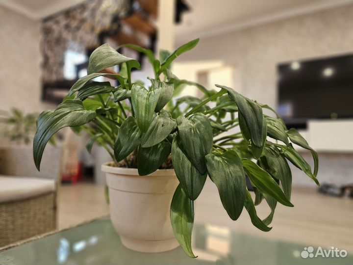 Дримиопсис