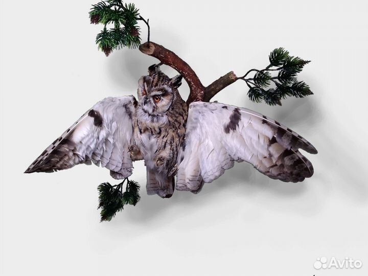 Таксидермия птиц, изготовление скелетов и черепов