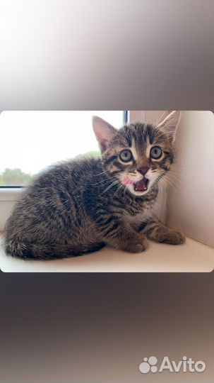 Котики 1,5 месяца