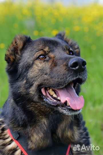 Настоящий пират Джек (собака) ищет друга