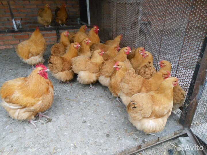 Инкубационное яйцо Орпингтон (палевый)